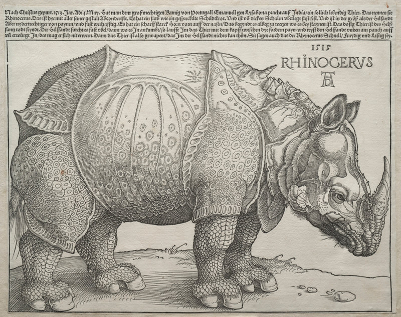 Rhinocéros - Albrecht Dürer