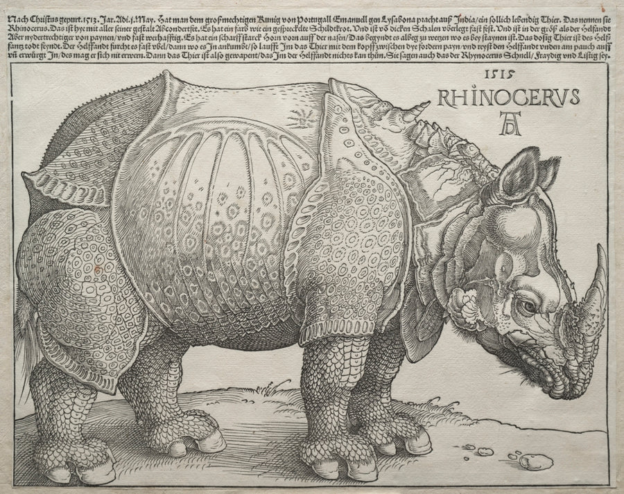 Rhinocéros - Albrecht Dürer