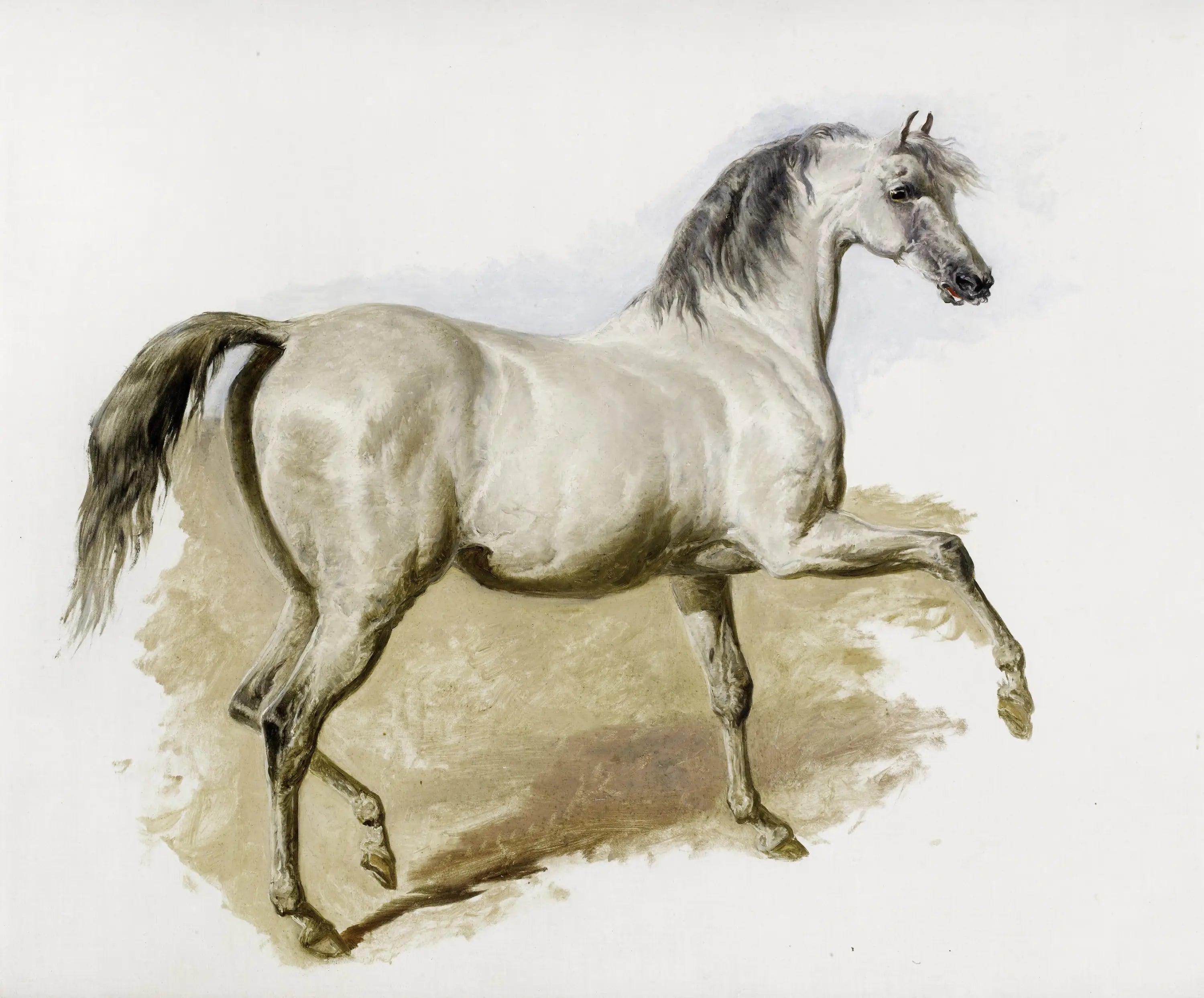 Étude d’une jument arabe grise - John Frederick Herring Sr. - Alpha Reproduction