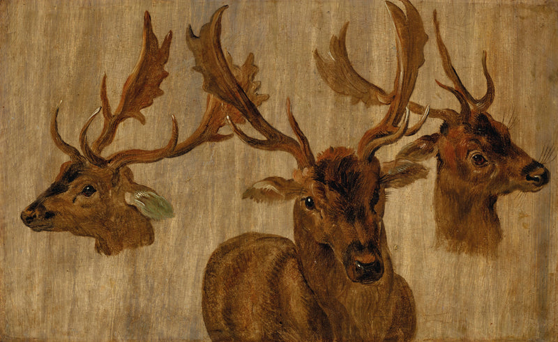 Trois études d'une tête de cerf - Jan Brueghel le Jeune
