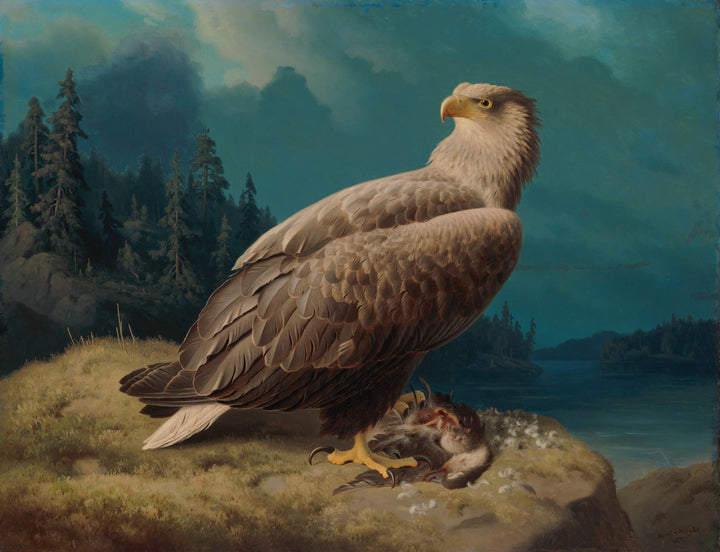 Gammel Hvidhaleørn - Ferdinand von Wright