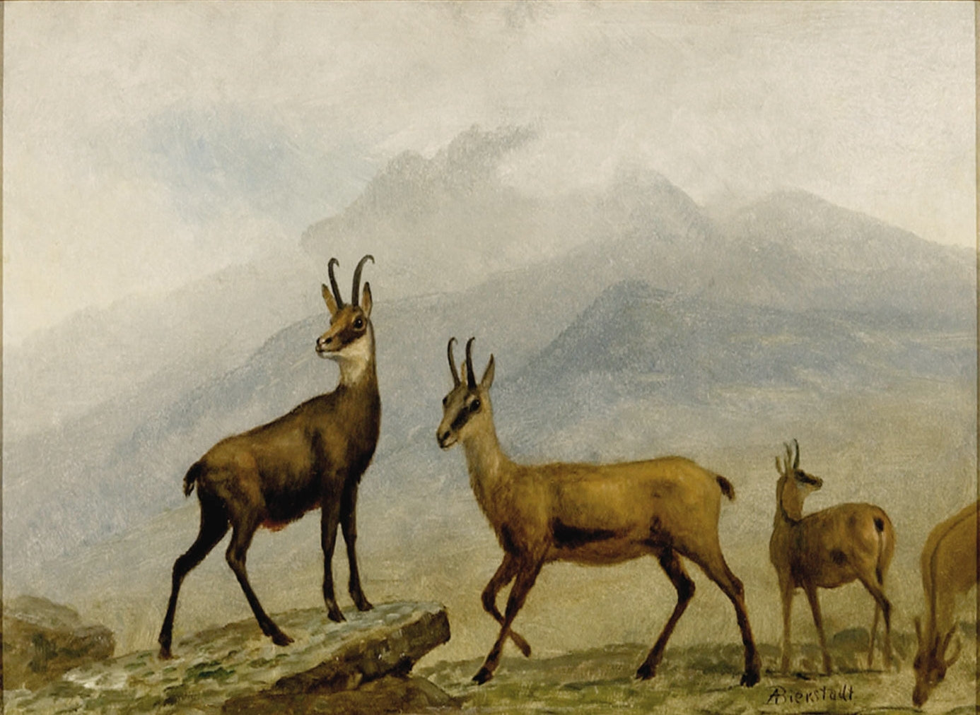 Chamois - Albert Bierstadt