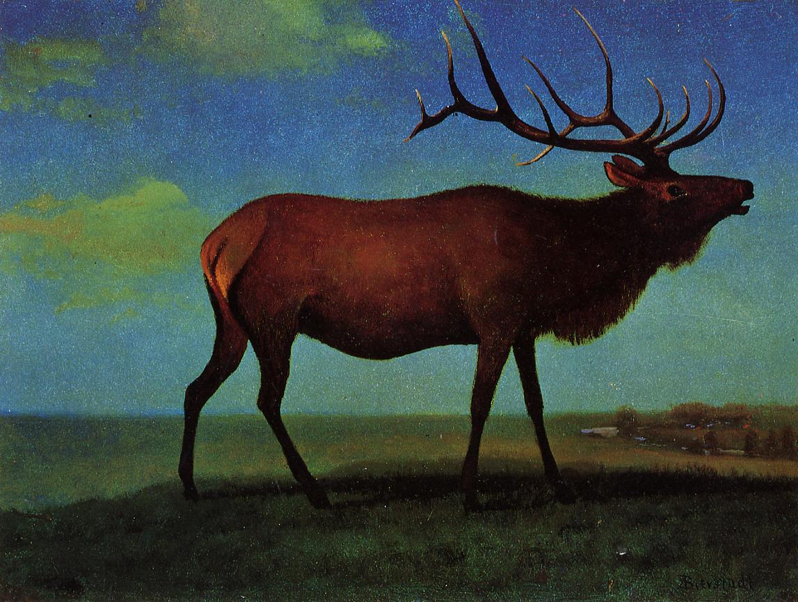Wapiti mâle - Albert Bierstadt