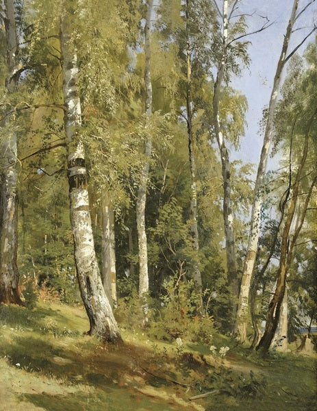 Birch Grove - Ivan Chichkine