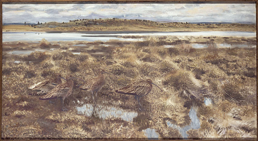 Courlis - Bruno Liljefors