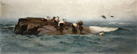 Eiders sur l'îlot - Bruno Liljefors