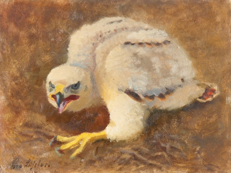 Éyes d'autour - Bruno Liljefors