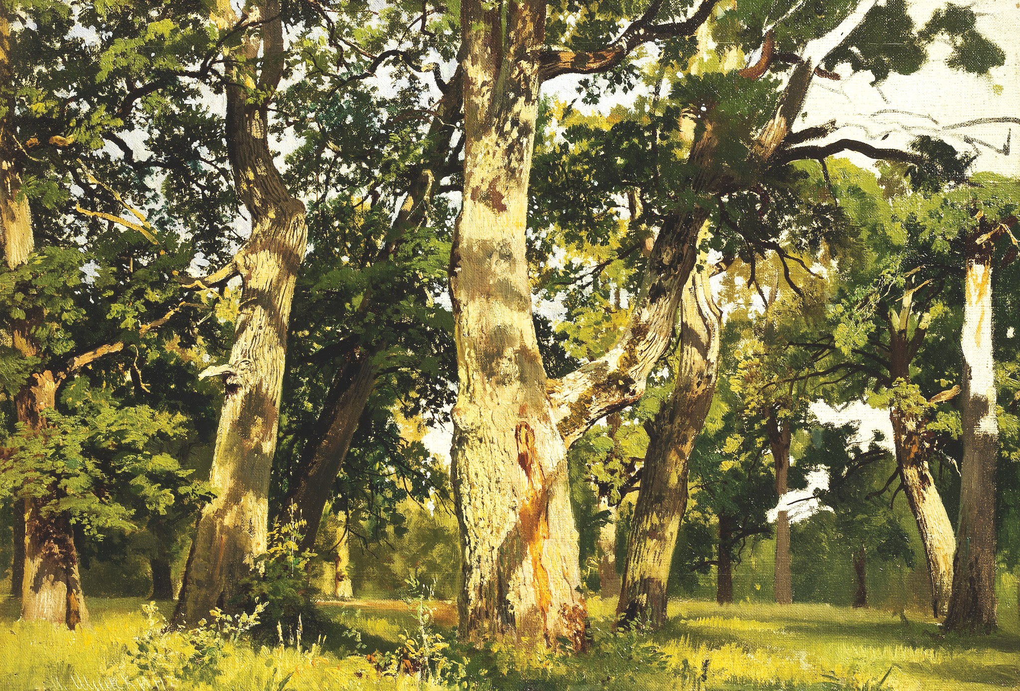 Chênes. Soir - Ivan Chichkine