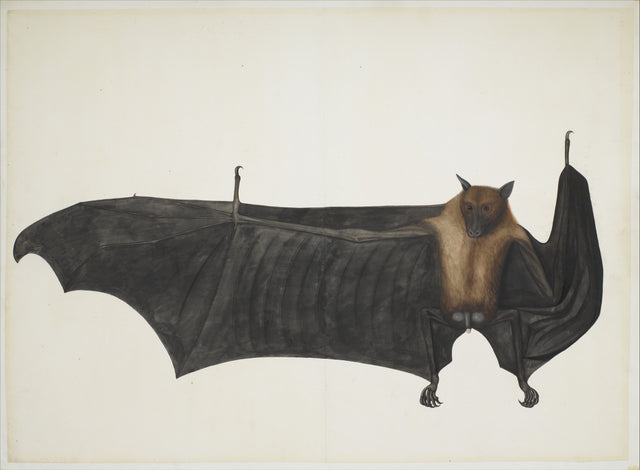 Great Indian Fruit Bat - Bhawani Das