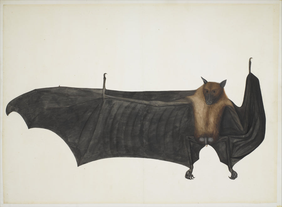 Great Indian Fruit Bat - Bhawani Das