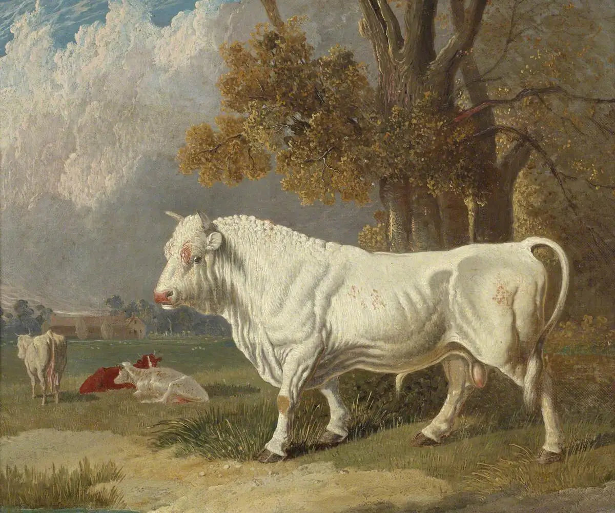 Taureau blanc Fulbourn Cambridgeshire 1830 - John Frederick Herring Sr. - Alpha Reproduction