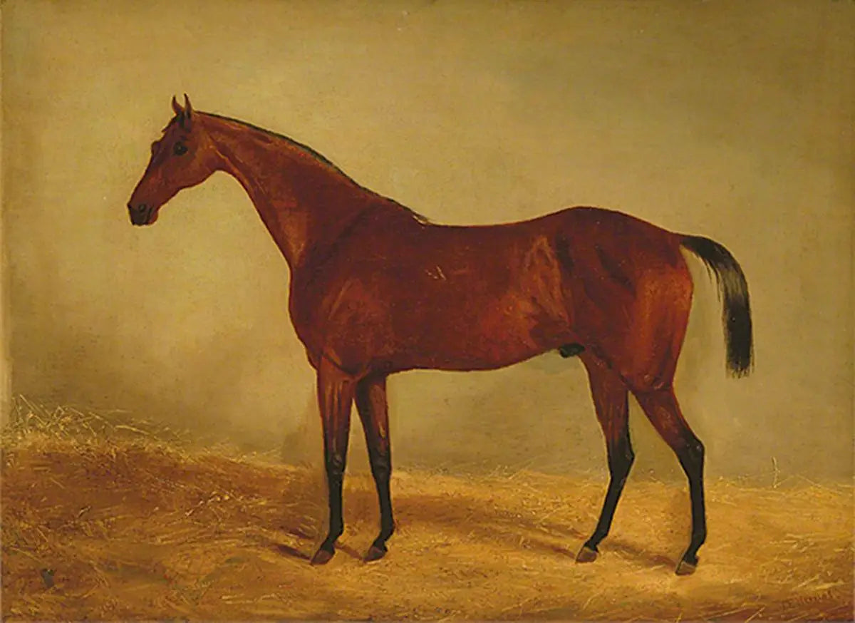 Étude du cheval « West Australian » vainqueur du Derby et de St Leger 1853 - John Frederick Herring Sr. - Alpha