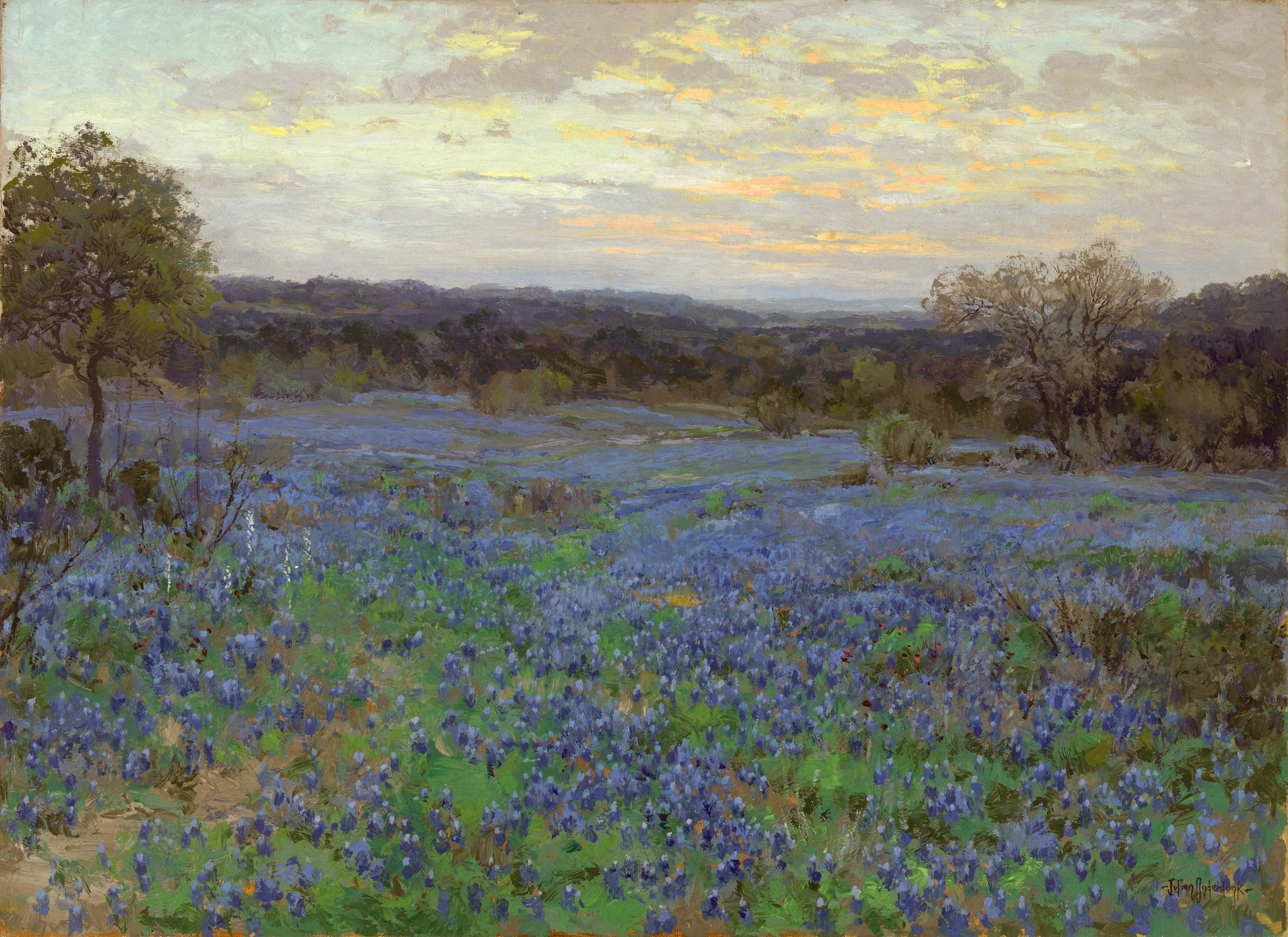 Champ de lupins bleus au coucher du soleil - Julian Onderdonk