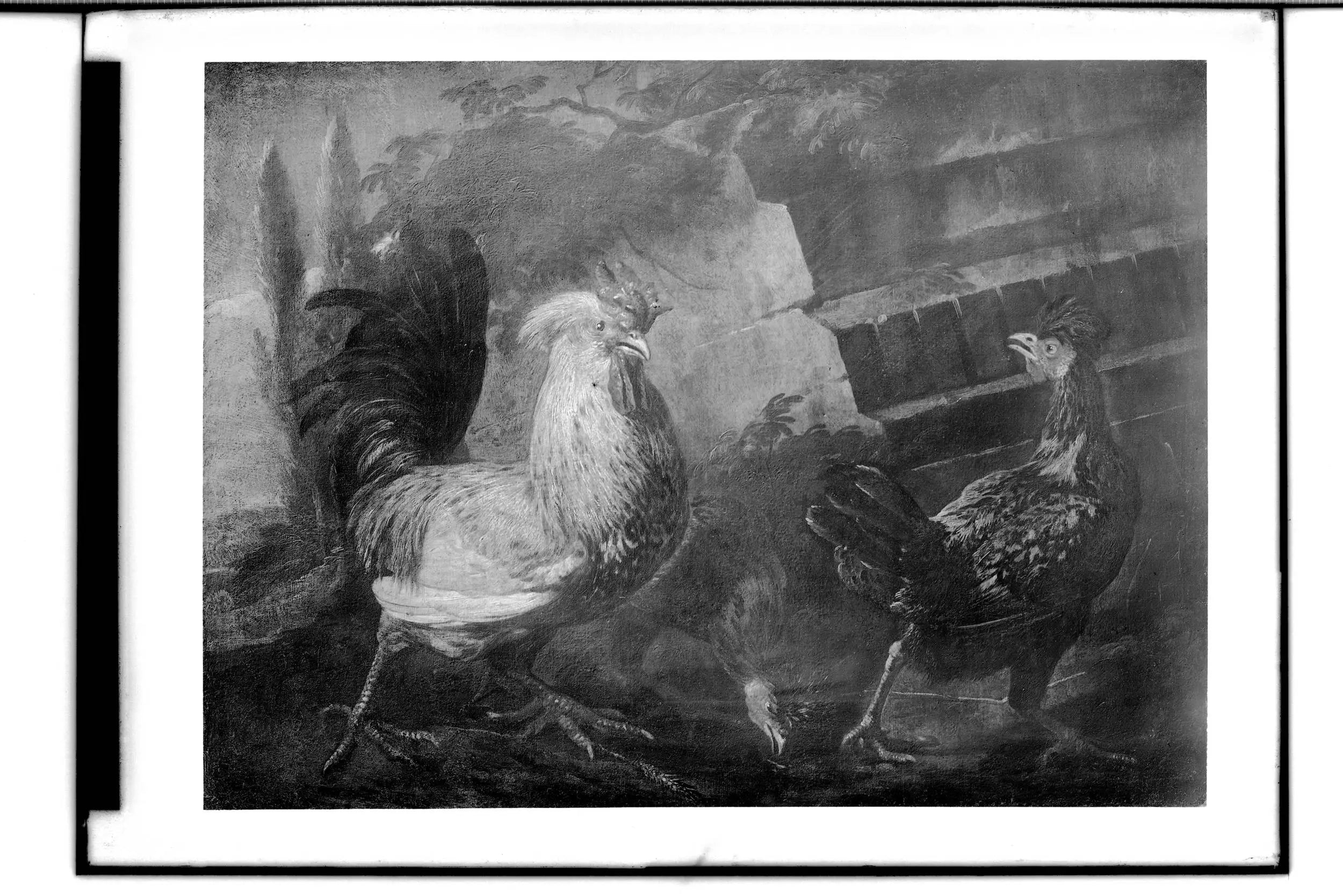 Coq et poules - Melchior de Hondecoeter - Alpha Reproduction