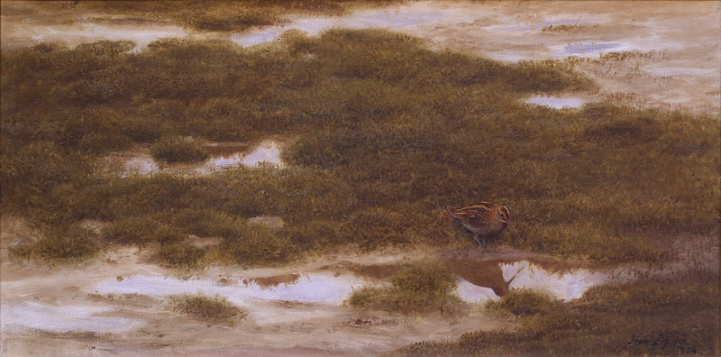 Bécassine - Bruno Liljefors