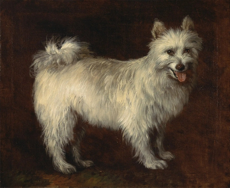 Hund Spitz - Thomas Gainsborough
