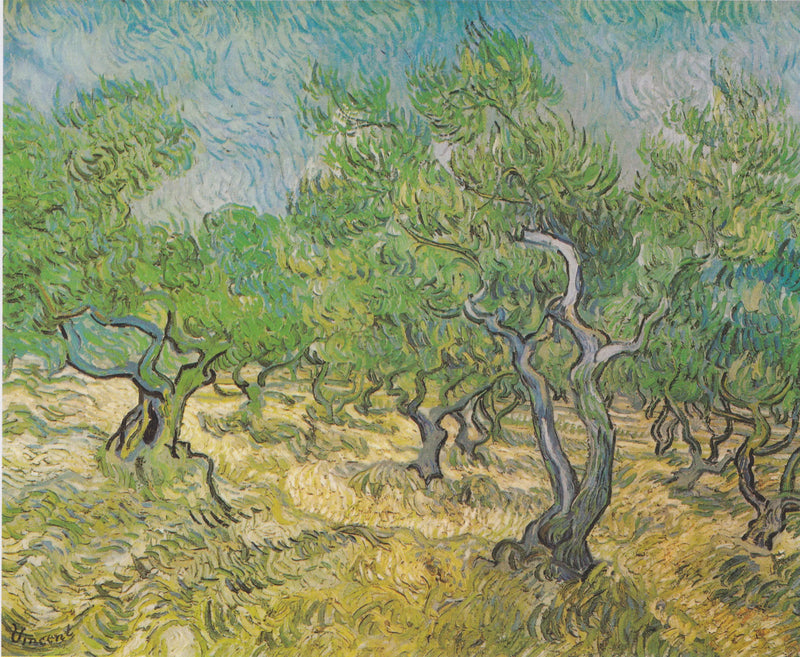 Oliventræer - Vincent van Gogh