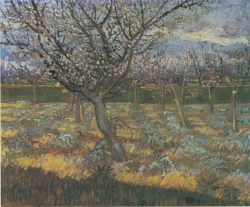 Blomstrende abrikotræer - Vincent van Gogh