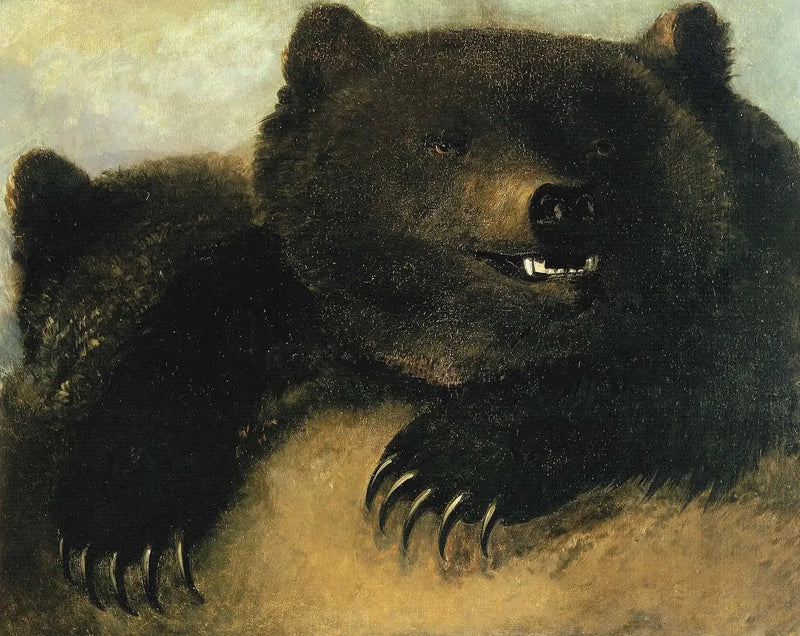 Armes et physionomie de l'urs grizzly - George Catlin