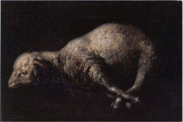 Vædder med fødder bundet - Francisco de Zurbarán