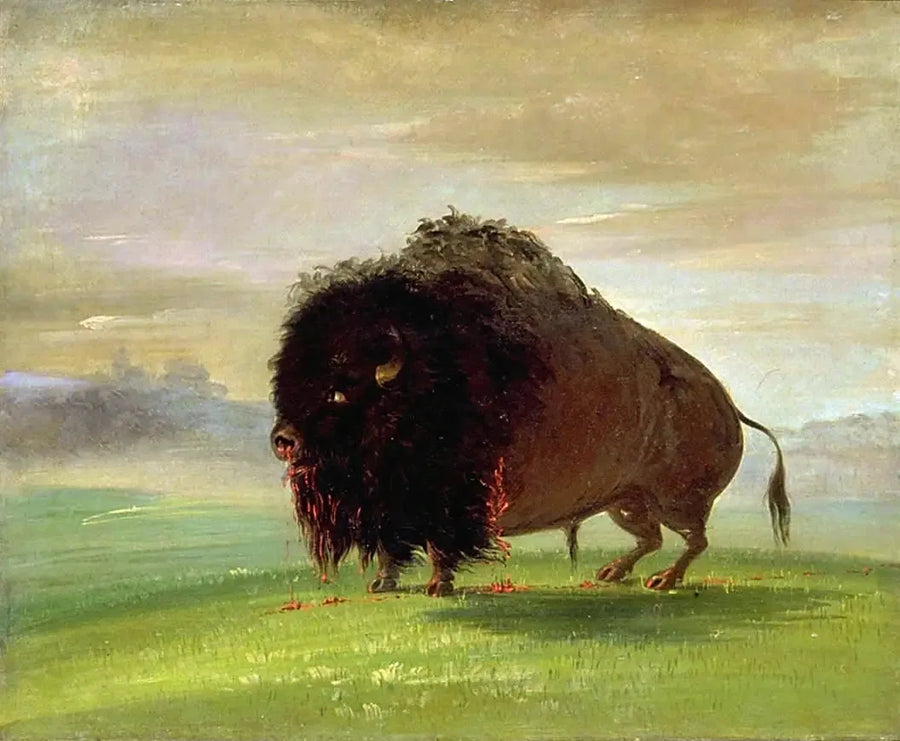 Bison såret, der spreder sit blod over prærien - George Catlin