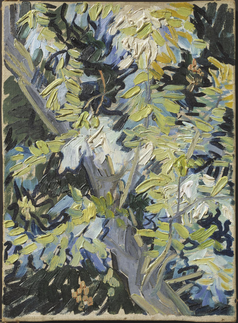 Akacietræer i blomst - Vincent van Gogh