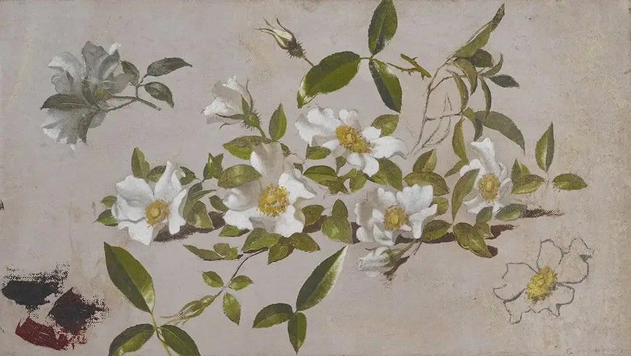 Cherokee-rosenbuskgrene - Martin Johnson Heade