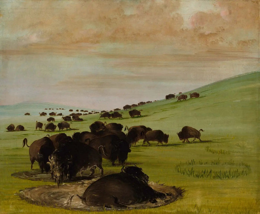 Hanner bøfler i en mudderpøl - George Catlin