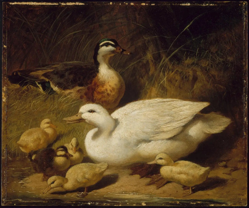 Andefugle og ællinger - John Frederick Herring, Sr.