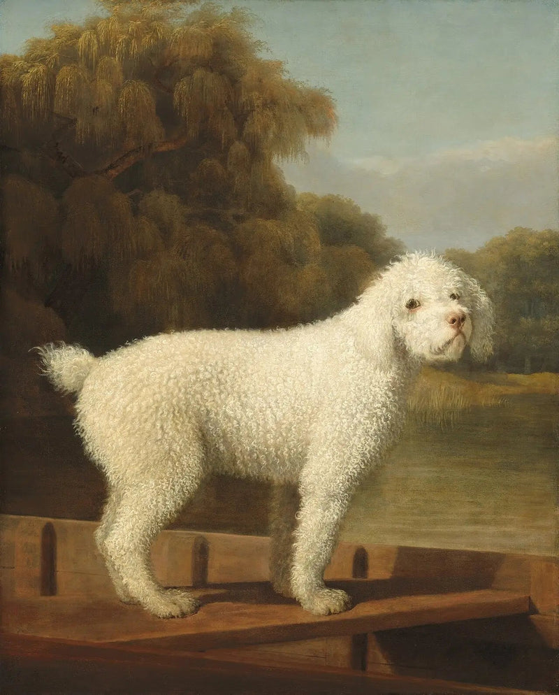 Hvid puddel i en Punt - George Stubbs