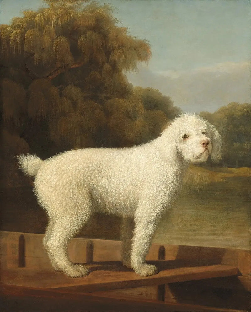 Hvid puddel i en Punt - George Stubbs