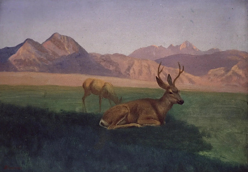 Elg - Albert Bierstadt