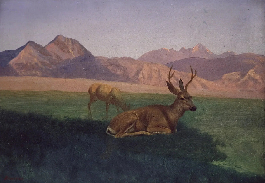Elg - Albert Bierstadt