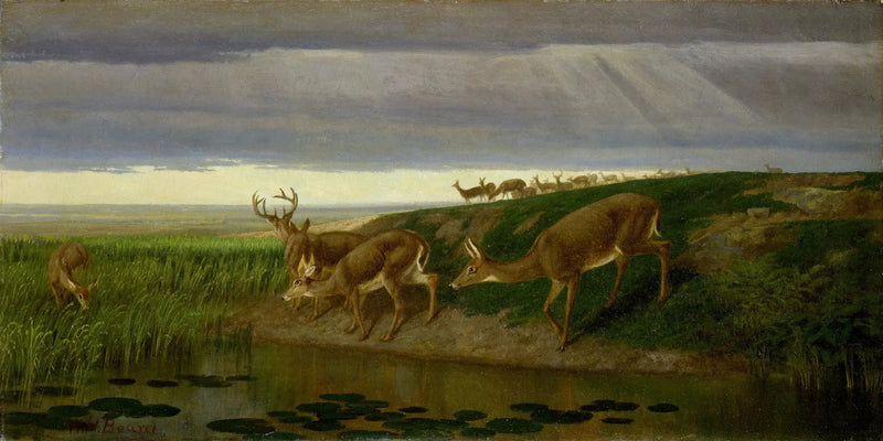 Hjort i græsset - William Holbrook