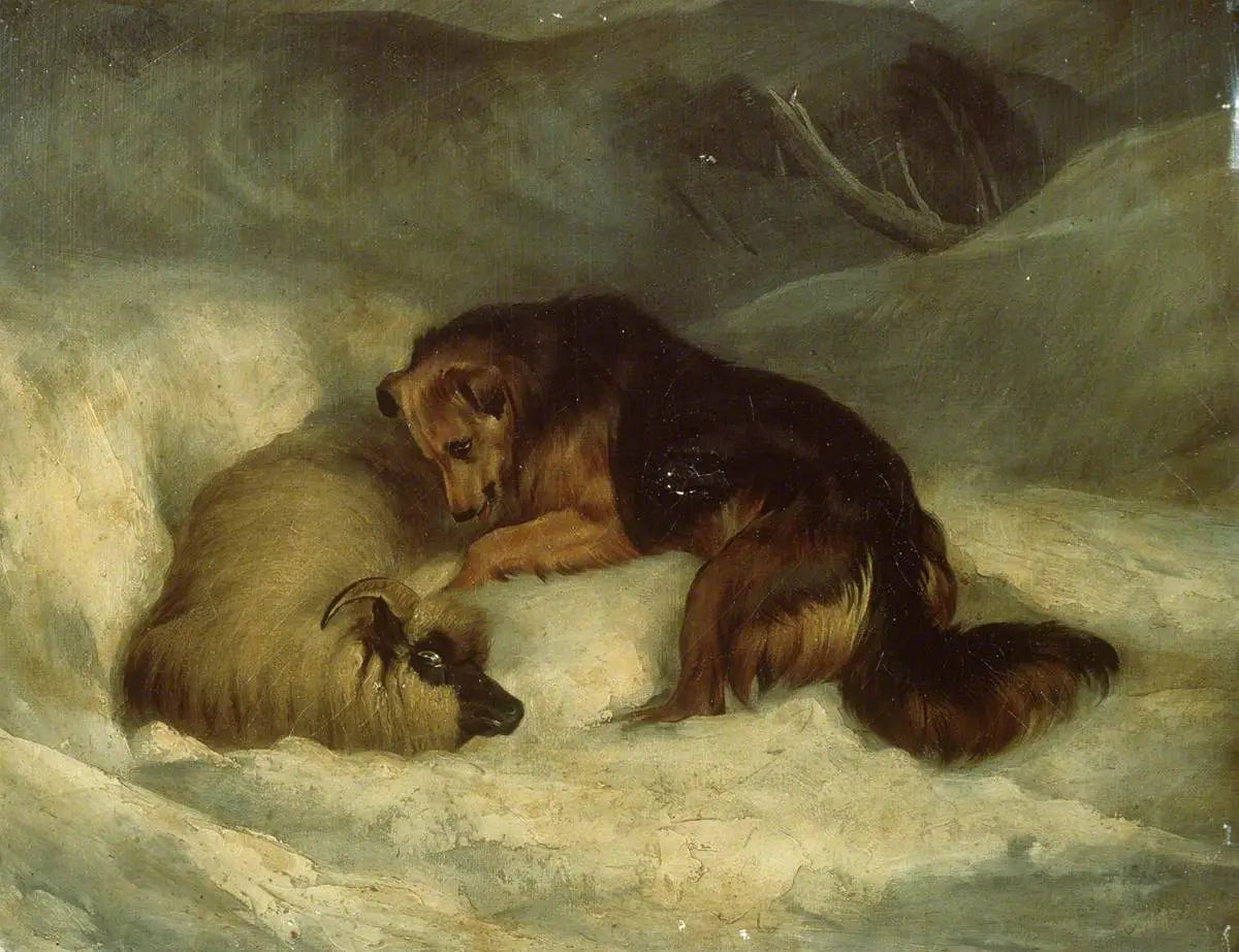 Chien de berger des Highlands dans la neige (anciennement connu sous le nom de « Chien de berger sauvant un bélier