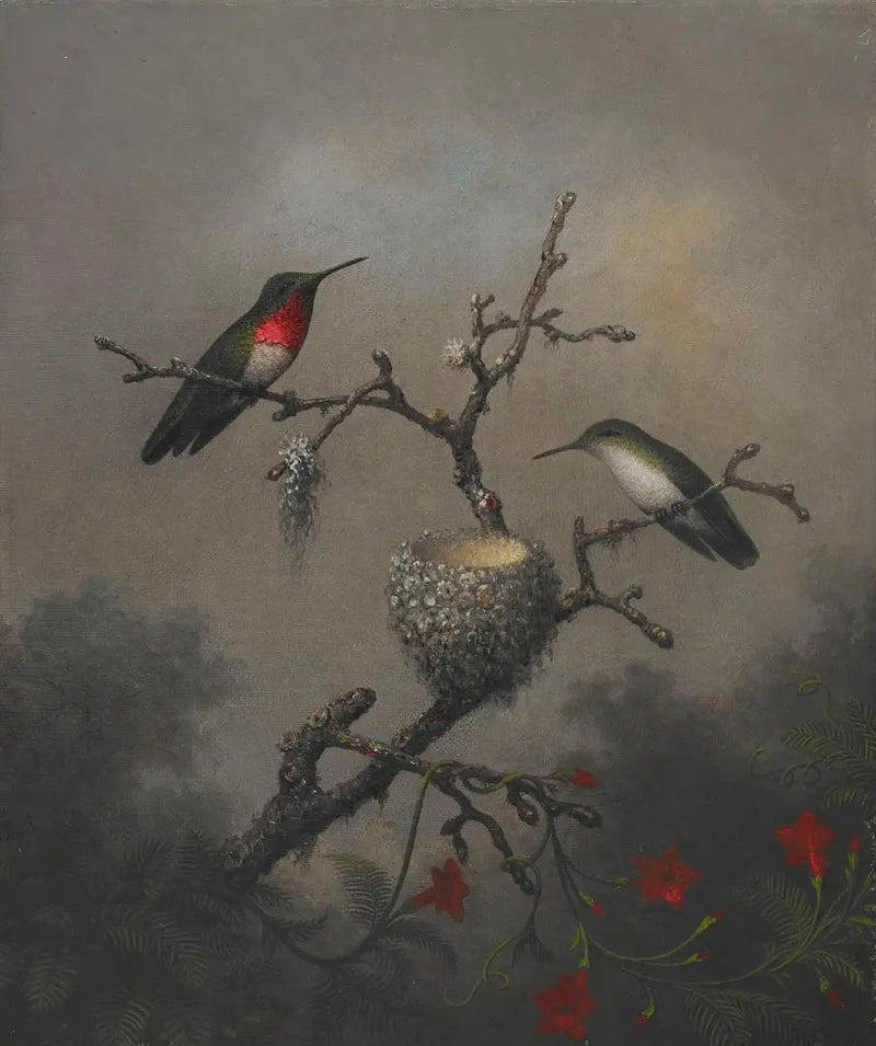 Rubingravid kolibri - Martin Johnson Heade