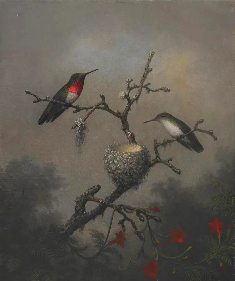 Rubingravid kolibri - Martin Johnson Heade