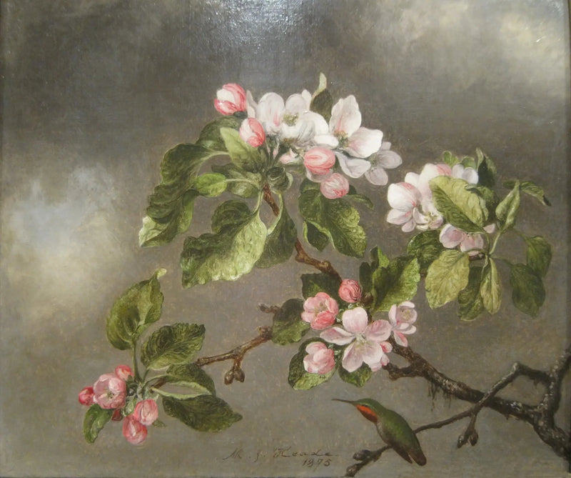 Kolibri og æbleblomster - Martin Johnson Heade