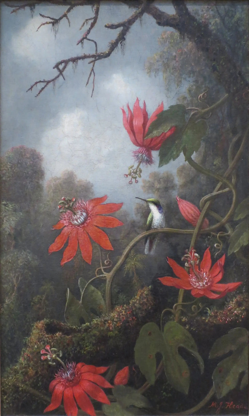Colibri og passifloraer - Martin Johnson Heade