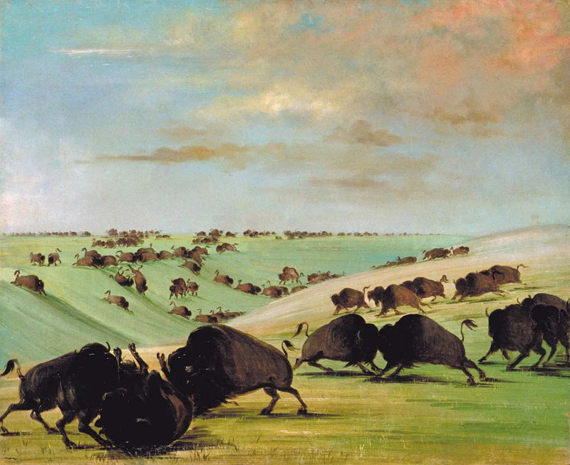 Bøffeltyrekampe under løbsæsonen, Haut-Missouri - George Catlin