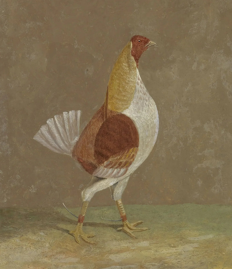 Kamphøne: en kamphøne med lys bryst, vendt mod højre - John Frederick Herring, Sr.
