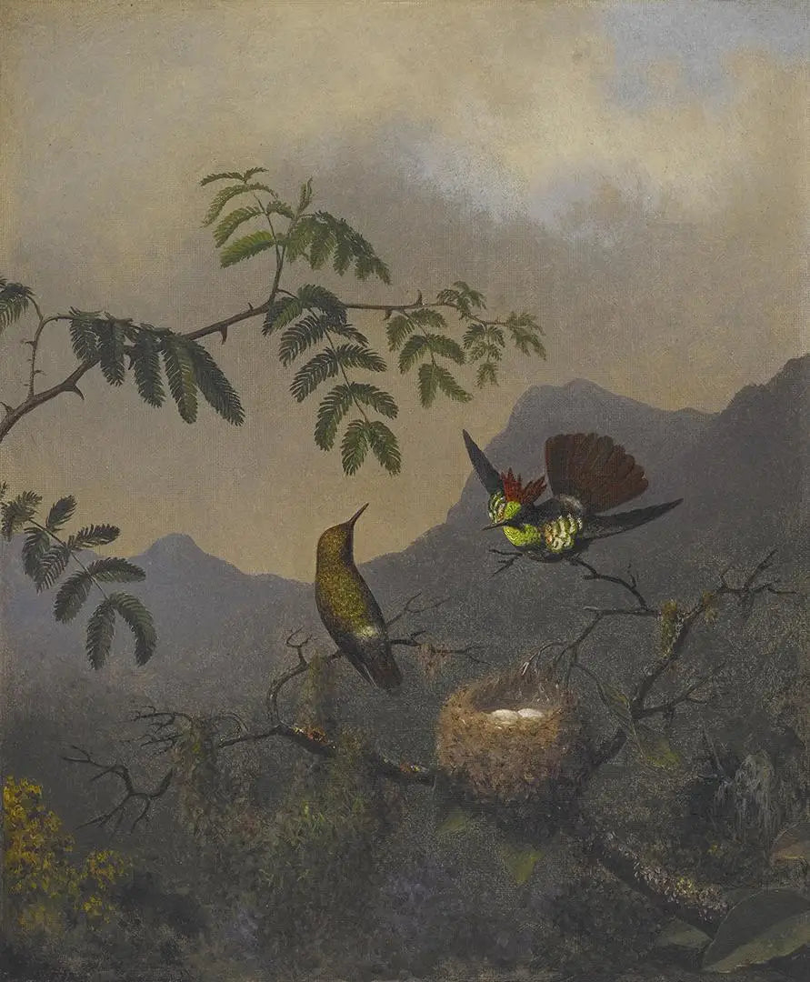 Coquette à volants - Martin Johnson Heade - Alpha Reproduction