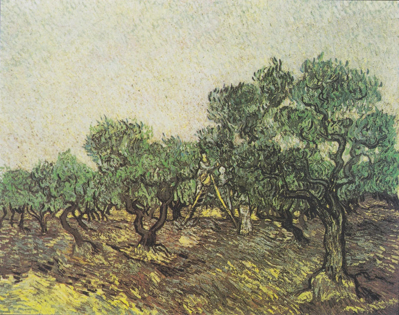 Olivenhøst - Vincent van Gogh