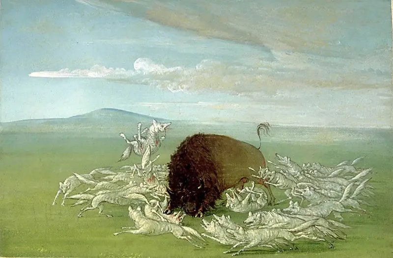 Hvide ulve angriber en han bison - George Catlin