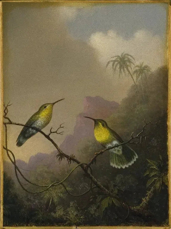 To kolibrier: amazili med kobberfarvet hale - Martin Johnson Heade