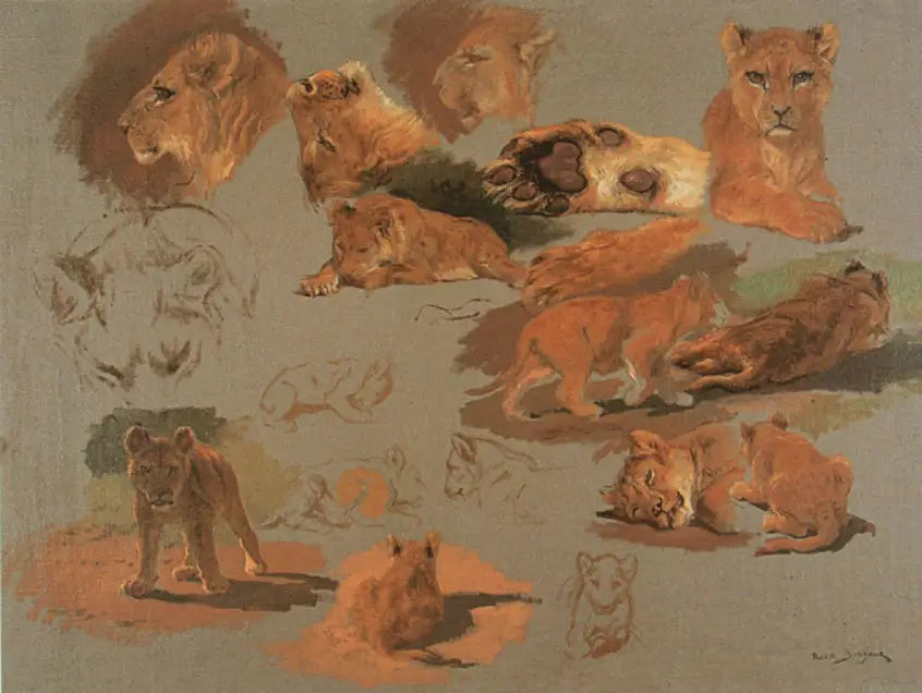 Dix-huit études d’après un jeune lion têtes et pattes - Rosa Bonheur - Alpha Reproduction