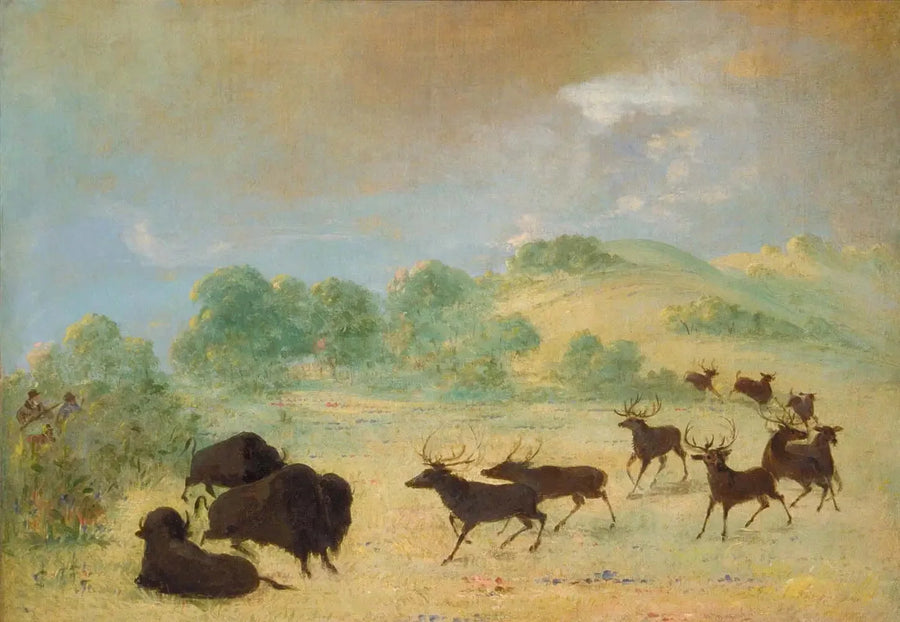 Élan og bison, der lærer hinanden at kende, Texas - George Catlin