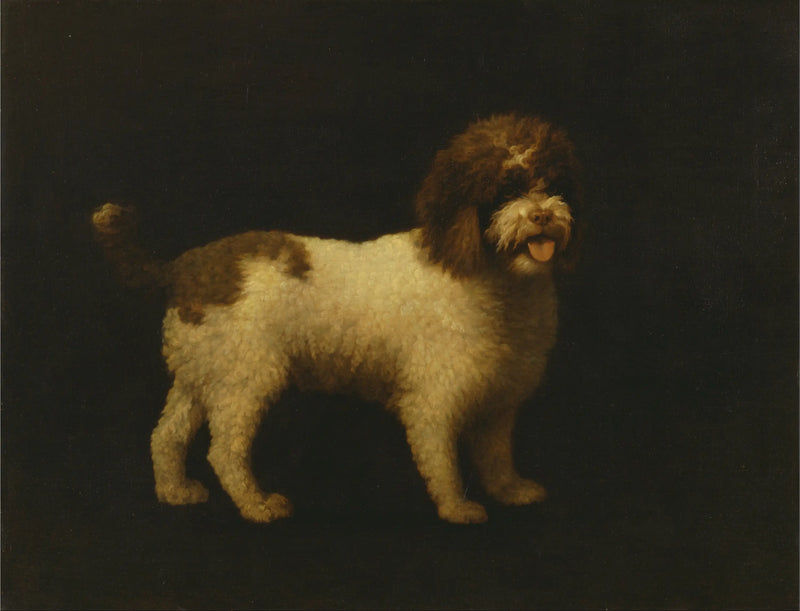 Vandspaniël - George Stubbs