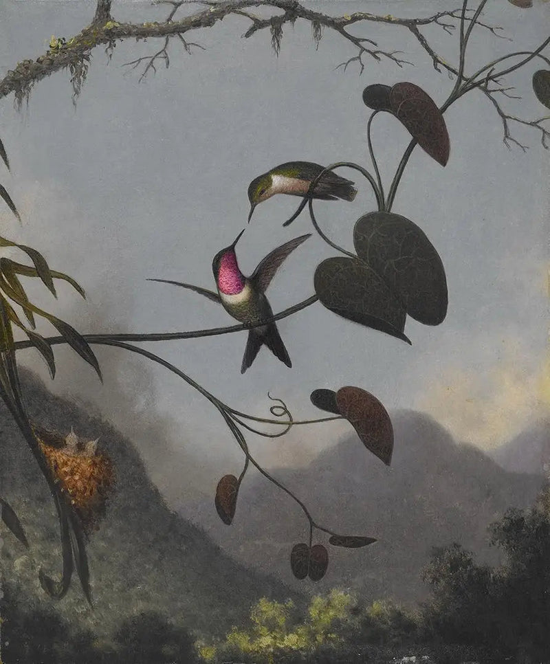 Træstjernen ametyst - Martin Johnson Heade