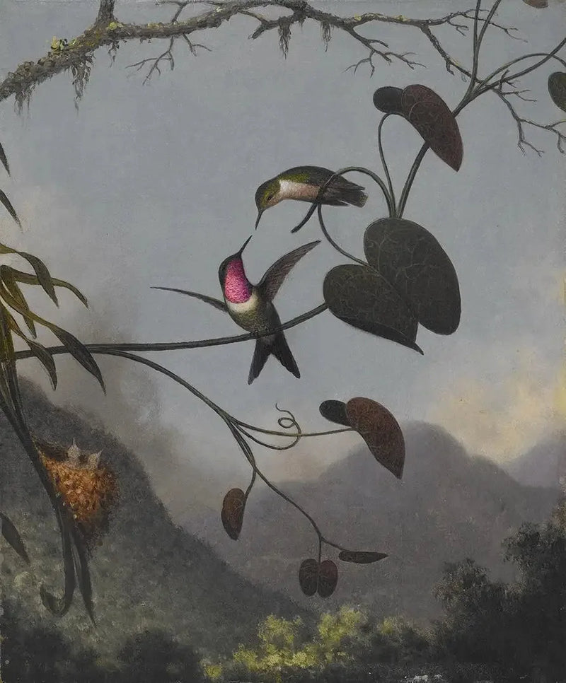 Træstjernen ametyst - Martin Johnson Heade